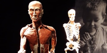 Körperwelten - Zyklus des Lebens Ausstellung Körperwelten